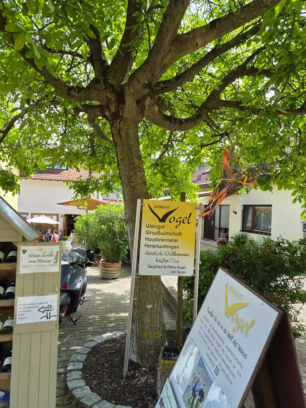 Vogel Strauße